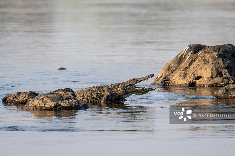 尼罗鳄 (Crocodylus niloticus) 在纳米比亚卡普里维地带的奥卡万戈河上奔跑图片素材