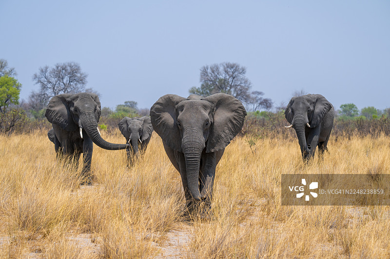 纳米比亚卡普里维地带布瓦布瓦塔国家公园的非洲象（Loxodonta africana）象群在干旱的稀树草原上图片素材