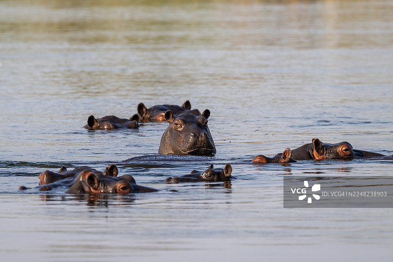 一群河马（Hippopatamus amphibius）在水中，位于纳米比亚卡普里维地带的奥卡万戈河图片素材