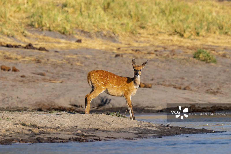 纳米比亚卡普里维地带奥卡万戈河上的灌木羚羊（Tragelaphus sylvaticus）图片素材