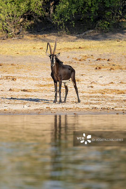 黑羚羊（马羚），卡普里维地带，纳米比亚图片素材