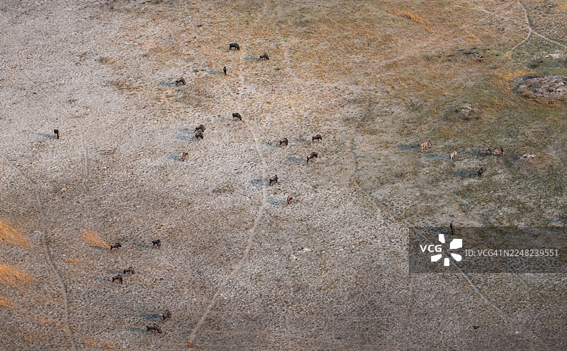 条纹角马(Connochaetes taurinus),博茨瓦纳奥卡万戈三角洲,干旱景观,航拍图片素材