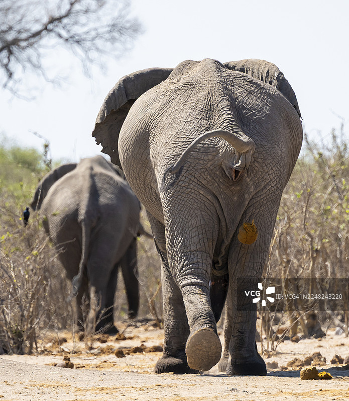 非洲象（Loxodonta africana）排泄，动物粪便，搞笑，博茨瓦纳乔贝国家公园萨武蒂图片素材