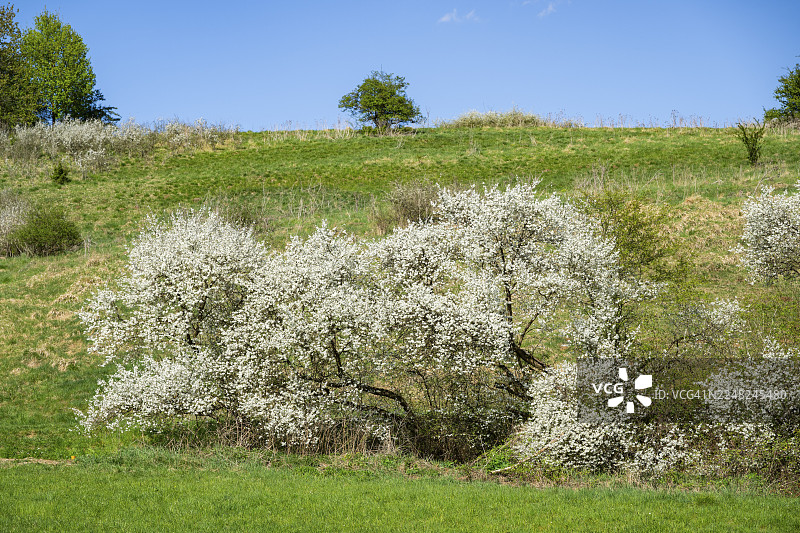 春日阳光明媚，德国巴伐利亚州纽马克特地区草地上盛开的黑刺李（Prunus spinosa）灌木，海伦娜，巴伐利亚，德国图片素材