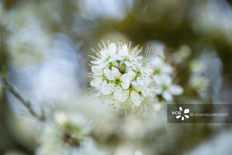 春季盛开的黑刺李(Prunus spinosa)花,德国巴伐利亚州,欧洲,海伦娜,上普法尔茨地区新马克特,巴伐利亚,德国图片素材