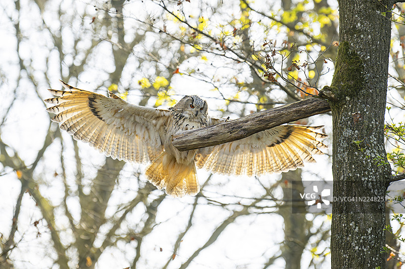 欧亚雕鸮（Bubo bubo）在巴伐利亚州降落，圈养图片素材