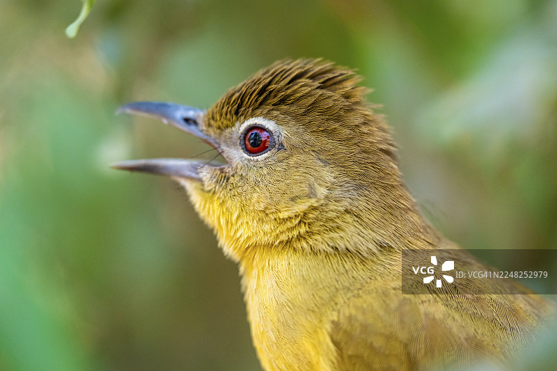 黄腹绿莺 (Chlorocichla flaviventris)，黄腹绿莺，赞比西地区，卡普里维地带，纳米比亚图片素材