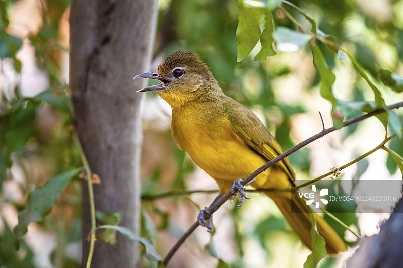 黄腹绿莺（Chlorocichla flaviventris），黄腹绿莺，赞比西地区，卡普里维地带，纳米比亚图片素材