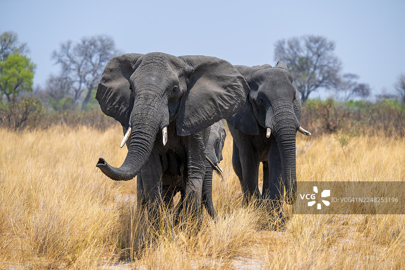 非洲象(Loxodonta africana)在纳米比亚卡普里维地带布瓦布瓦塔国家公园的干旱稀树草原上图片素材