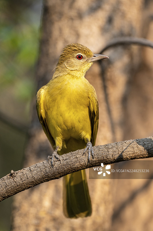 黄腹绿莺（Chlorocichla flaviventris），黄腹绿莺，赞比西地区，卡普里维地带，纳米比亚图片素材