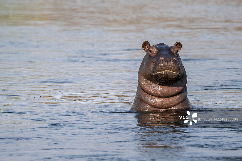 河马（Hippopotamus amphibius）在陆地上看起来很有趣，位于纳米比亚卡普里维地带的奥卡万戈河图片素材