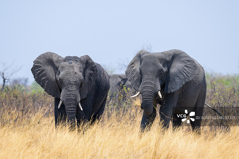 一群非洲象（Loxodonta africana）在纳米比亚卡普里维地带布瓦布瓦塔国家公园的干旱稀树草原上图片素材