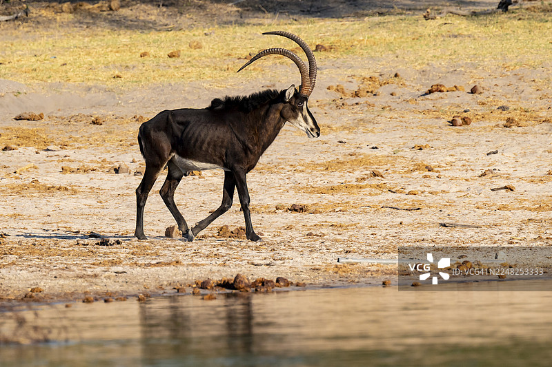 黑羚羊，黑羚羊（马羚），纳米比亚卡普里维地带图片素材