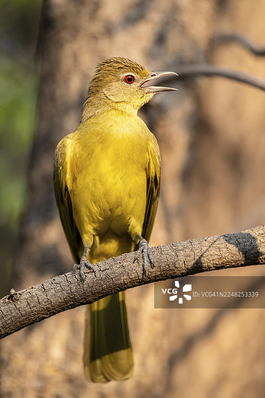 黄腹绿莺 (Chlorocichla flaviventris)，赞比西地区，卡普里维地带，纳米比亚图片素材