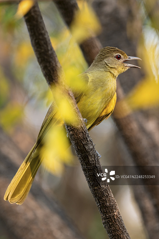 黄腹绿莺（Chlorocichla flaviventris），赞比西地区，卡普里维地带，纳米比亚图片素材