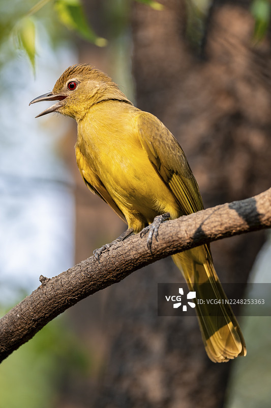 黄腹绿莺（Chlorocichla flaviventris），黄腹绿莺，赞比西地区，卡普里维地带，纳米比亚图片素材