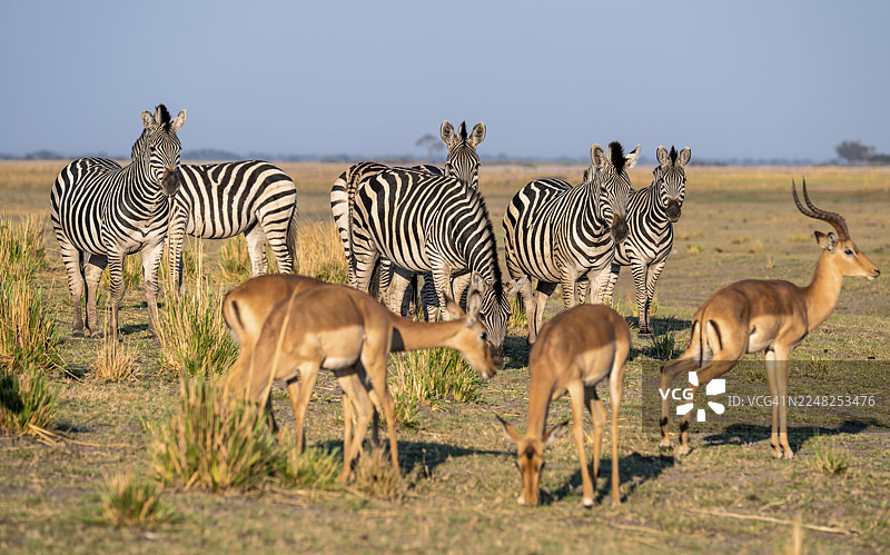 羚羊和草原斑马（Equus quagga），光线迷人，伊哈哈，乔贝国家公园，博茨瓦纳图片素材