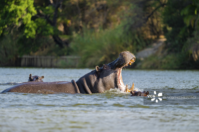 河马(Hippopotamus amphibius)在夸ando河张开嘴打哈欠,露出牙齿,该河位于纳米比亚卡普里维地带的赞比西地区。图片素材