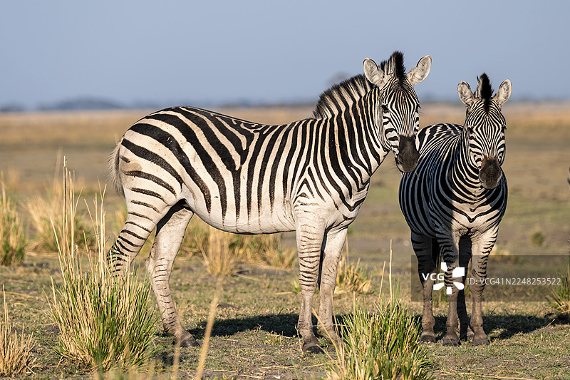 两匹草原斑马（Equus quagga），大气光影，伊哈哈，乔贝国家公园，博茨瓦纳图片素材