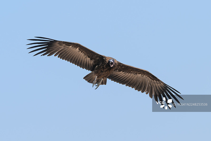 正在飞行的秃鹫（Necro syrtes monachus），博茨瓦纳莫雷米禁猎区图片素材