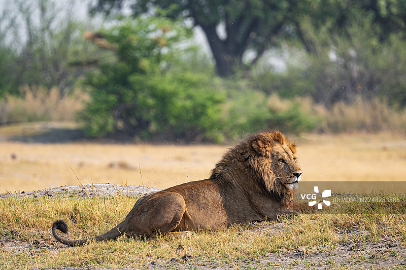 鬃狮，狮子（豹属）在萨瓦纳草原上休息，莫雷米野生动物保护区，博茨瓦纳图片素材
