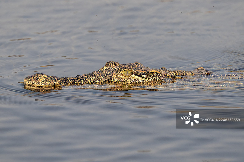 尼罗鳄（Crocodylus niloticus）在纳米比亚卡普里维地带的奥卡万戈河中游泳图片素材