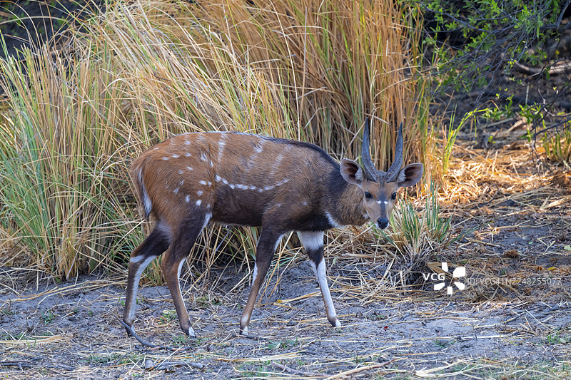 灌丛羚羊（Tragelaphus scriptus），卡普里维地带，纳米比亚图片素材
