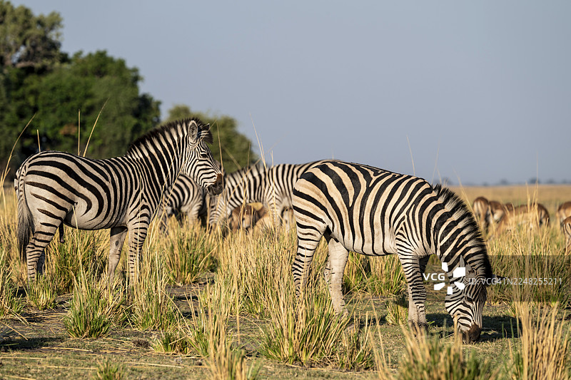 三匹草原斑马（Equus quagga），光线迷人，位于博茨瓦纳乔贝国家公园的伊哈哈地区图片素材