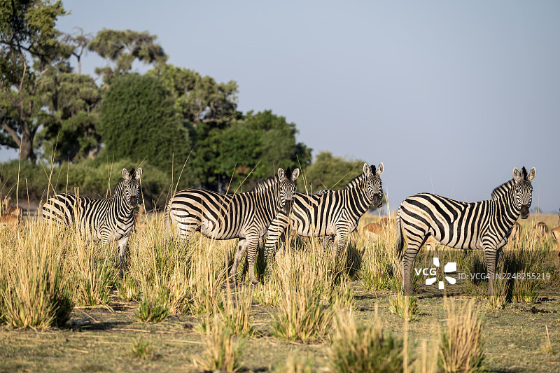 一群草原斑马（Equus quagga），环境光，伊哈哈，乔贝国家公园，博茨瓦纳图片素材