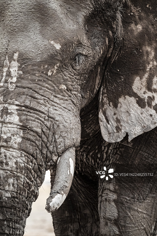 动物肖像，戏剧性的非洲象（Loxodonta africana），在水坑边，恩凯帕恩国家公园，博茨瓦纳图片素材