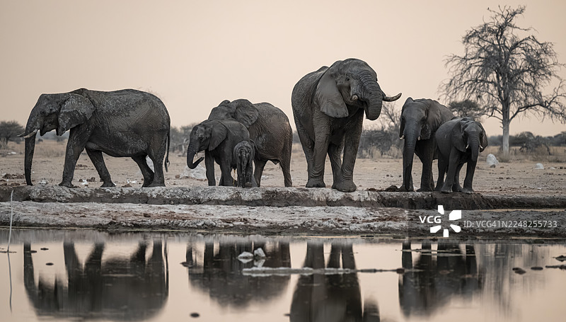 象科动物一家，包括非洲象（Loxodonta africana），在水坑边饮水，水中映出戏剧性的倒影，位于博茨瓦纳的恩凯潘国家公园。图片素材