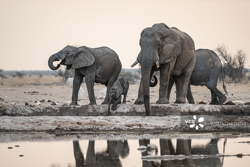动物一家，包括非洲象（Loxodonta africana）及其幼崽，正在博茨瓦纳 Nxai Pan 国家公园的水塘边饮水，水中倒映出戏剧性的景象。图片素材