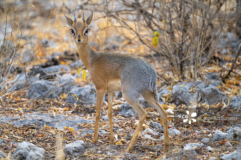 成年柯氏迪克迪克（Madoqua kirkii）在灌木丛中，埃托沙国家公园，纳米比亚图片素材
