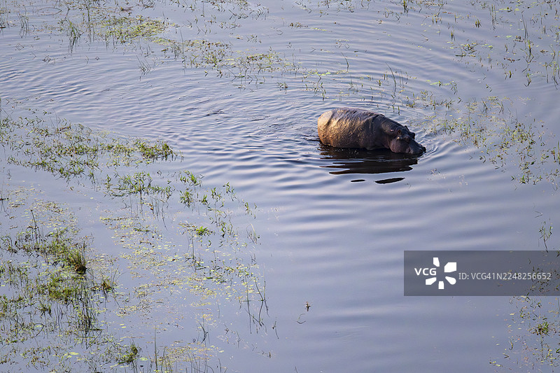 河马（Hippopatamus amphibius）在水中，俯视视角，博茨瓦纳奥卡万戈三角洲图片素材