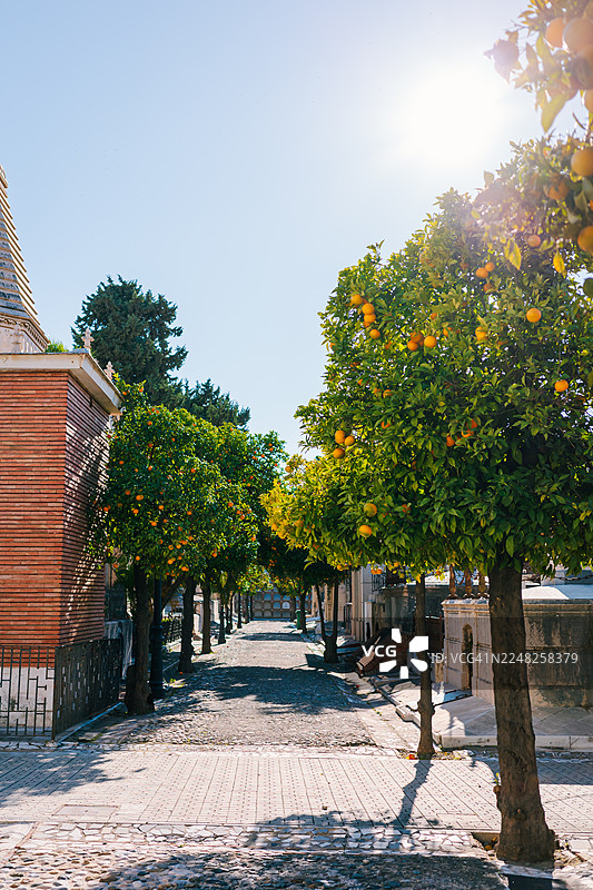晴朗天空下，阳光明媚的城市街道，街道旁种有橙树，并有历史建筑。图片素材