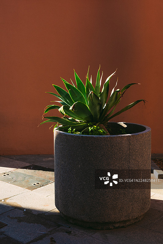 阳光明媚的城市环境中，圆柱形水泥花盆里的绿色龙舌兰植物，背景是温暖的橙色墙壁图片素材