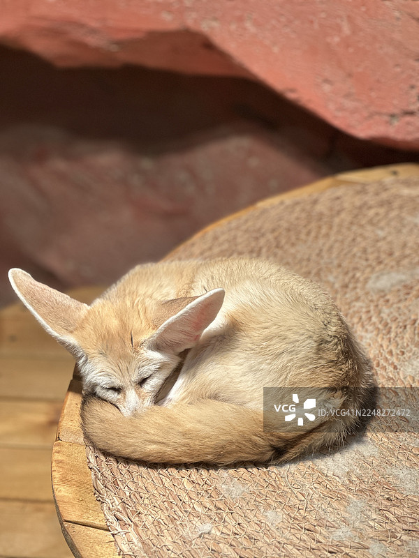 阳光下蜷缩熟睡的耳廓狐图片素材