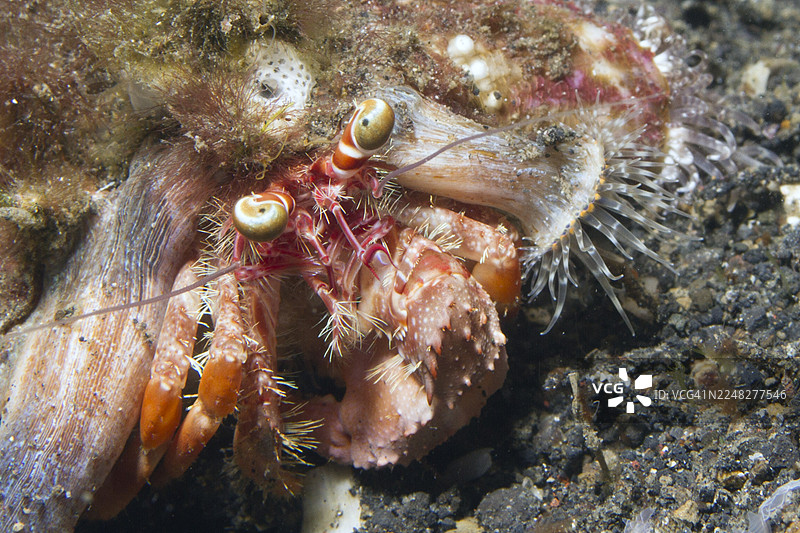 海葵寄居蟹特写图片素材