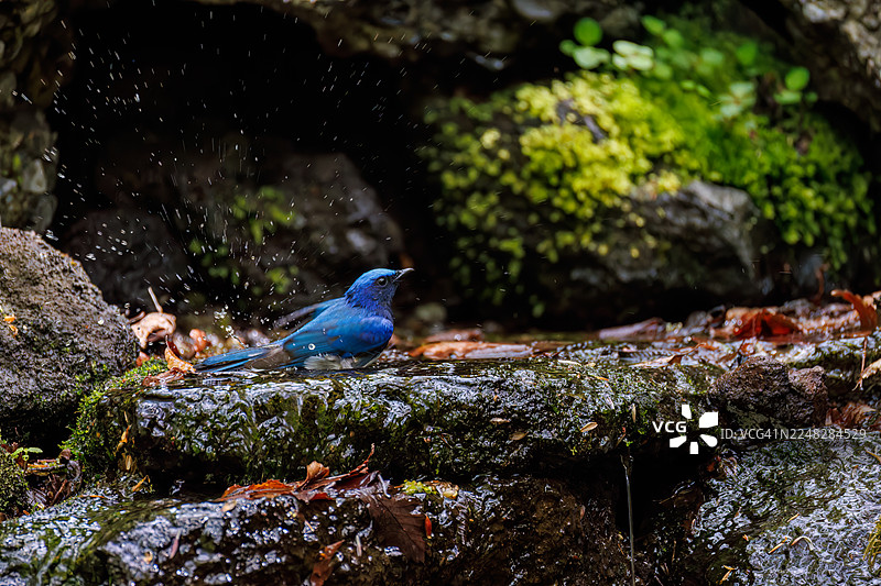 一只美丽的蓝白鹟（Cyanoptila cyanomelana）在日本山梨县富士吉田市的织户温泉沐浴，这是一只快乐的蓝色小鸟。摄于2025年。图片素材