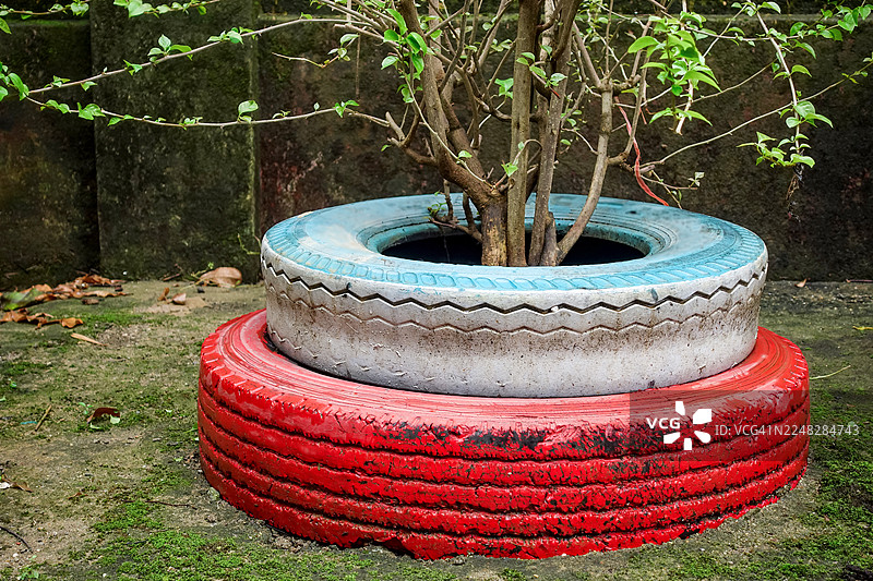 在卡车轮胎里种植三角梅树图片素材