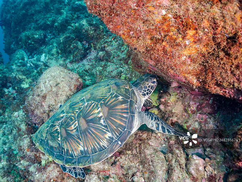 绿海龟，海龟，Chelonia mydas。他正在岩石间打盹，还有鱼群。日本静冈县伊豆半岛南伊豆町中木港平矶海滩 - 2025图片素材