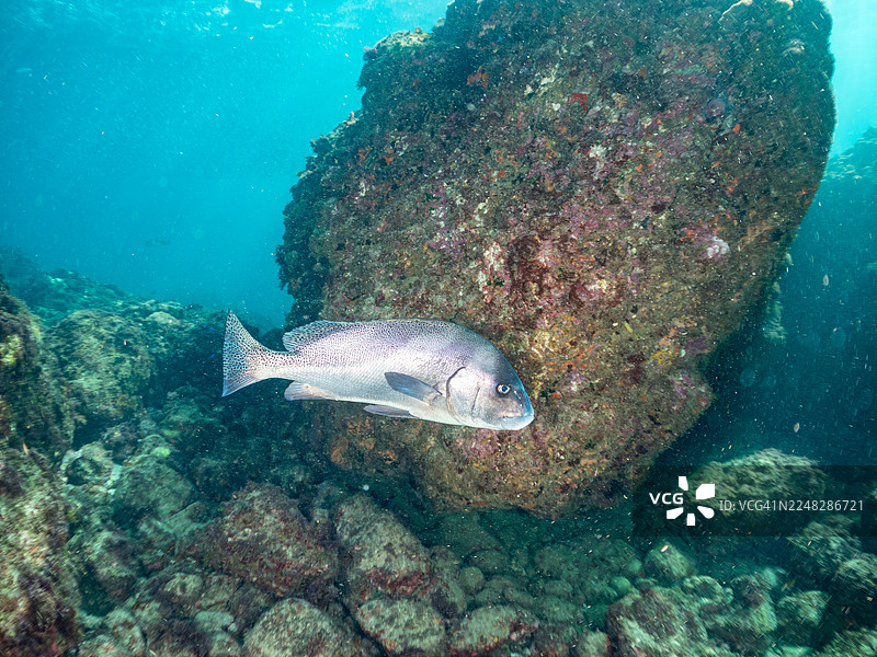 新月颌唇鱼(Plectorhinchus cinctus)、白斑羊鱼(Parupeneus ciliatus)、罗氏笛鲷(Lutjanus russelli)及其他鱼类。鱼群。日本静冈县伊豆半岛南伊豆町中木港 Hirizo 海滩 - 2025图片素材