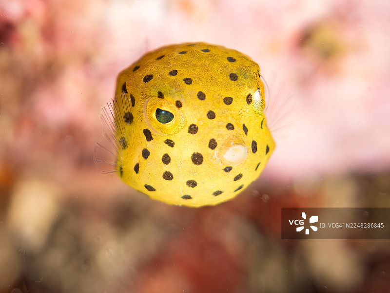 黄箱鲀,瘤箱鲀,箱鲀,斑点箱鲀。幼鱼。在海蚀洞中。以及其他。鱼群。日本静冈县伊豆半岛南伊豆町仲木港 Hirizo 海滩 - 2025图片素材