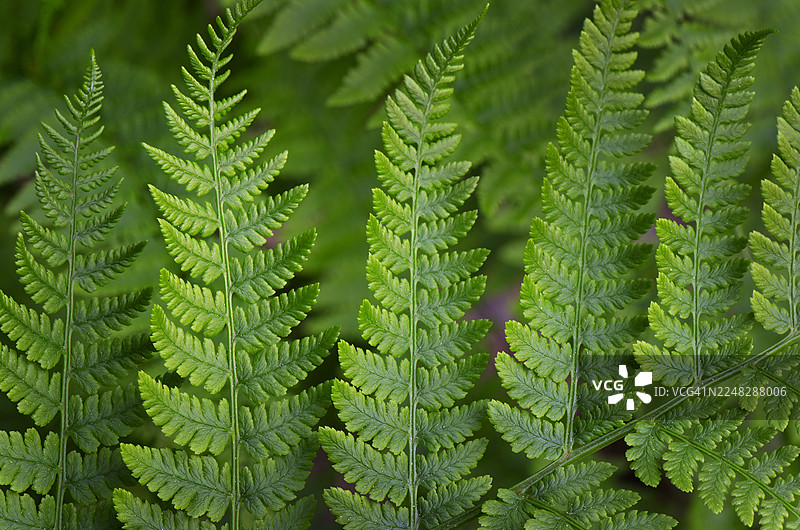 女士蕨图片素材