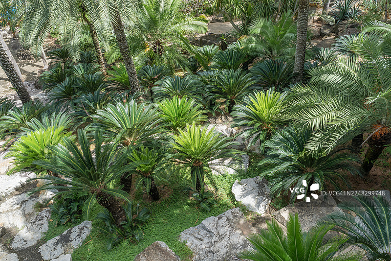田野里种植的大型苏铁树或称假棕榈图片素材
