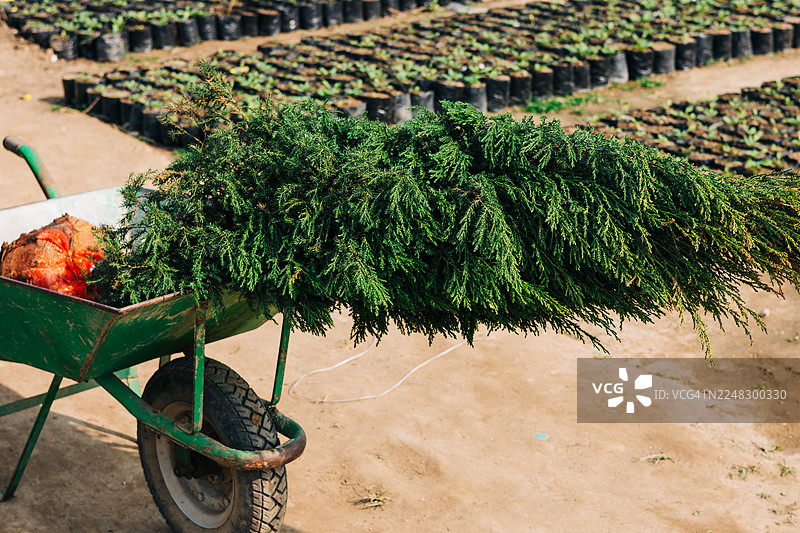 户外苗圃里装在手推车里的新鲜圣诞树图片素材
