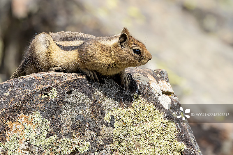 岩松鼠图片素材