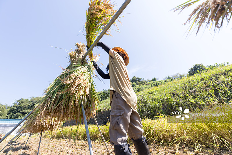 一位有机农民在山间的梯田里收获稻谷。图片素材