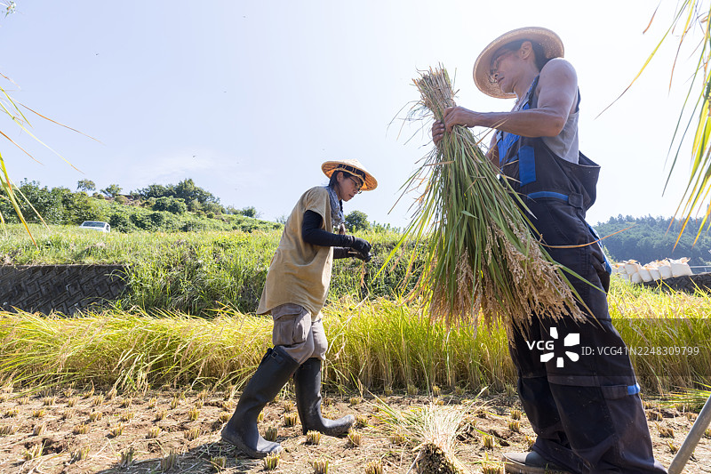 一位有机农民在山间的梯田中收割稻谷。图片素材