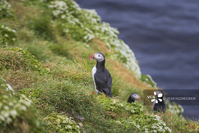 冰岛海岸悬崖上的三只海鹦图片素材